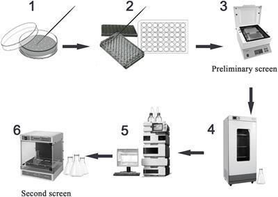 Identification of the Potential Biological Preservative Tetramycin A-Producing Strain and Enhancing Its Production